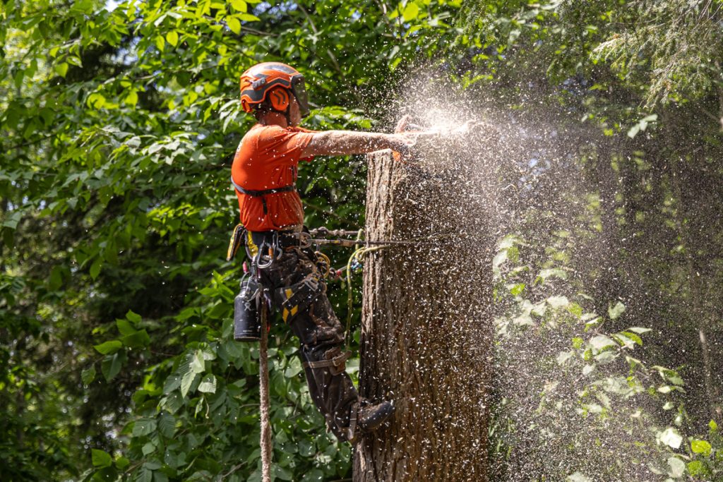 Site web d'Arboriculture Lapointe, entreprise de Saint-Sauveur, conçu par Effet Cumulatif